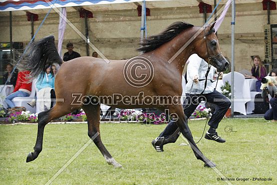 Shadi Al Khalediah (F Shamaal x Layan Al Khalediah - Dakharo)