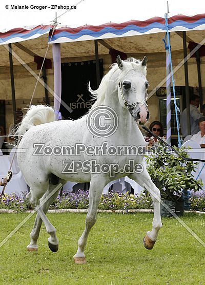 Al Aryam Baree (Al Bilal x Al Aryam Balkeas - Gazal Al Shaqab)