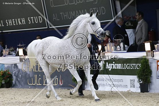 Lenka (Piaff x Ludmilla - Pesal)