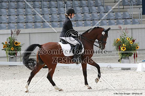 Go to Dance (Geronimo B x Comtesse B - Conquistador)