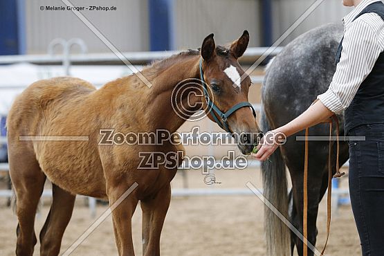 Camar Utopia (Gabun x Ulmika - Rainbow AA)