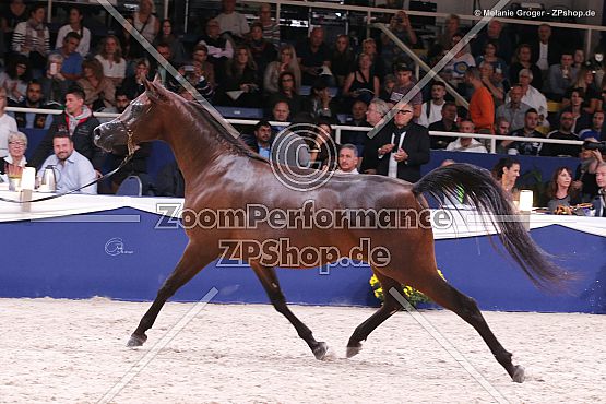 Donna Molta Bella SRA (DA Valentino × RD Fabreanna - Falcon BHF)