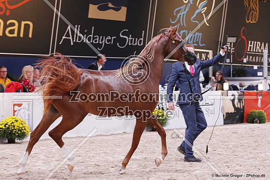 Al Aryam Shammogh (Eden C x Al Aryam Suheyla - Marwan Al Shaqab)