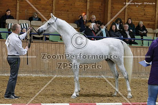 AA Mahzous (El Thay Mahfouz x Mar Hiba - NK Hafid Jamil)