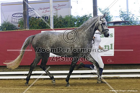 Camar Estopia (Le Rouge x Camar Esperanza - Pechaton)