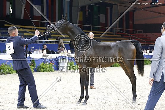 EOS Adorable (SMA Magic One x Amalia Serondella - Perseus El Jamaal)