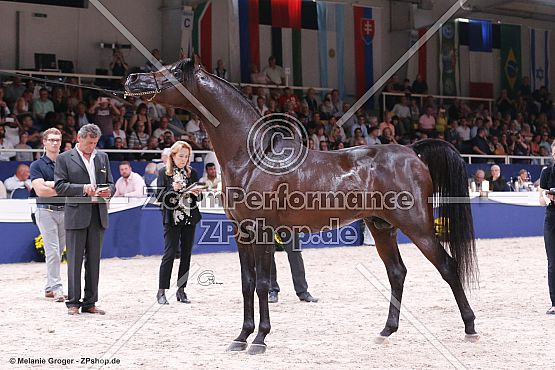 EKS Alihandro (Marwan Al Shaqab x OFW Psylhouette - Padrons Psyche)