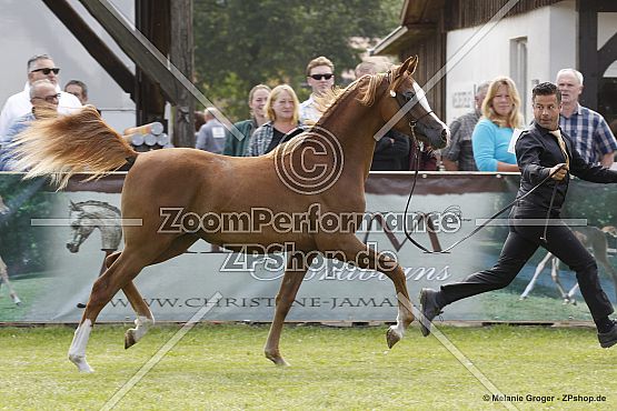 Satarique BA (Magic Magnifique x Sajha KSI - G Basgier)