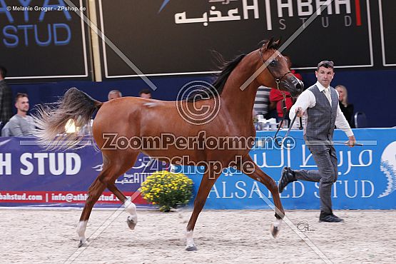 Bourhani Fadissima (Fadi Al Shaqab x AB Bellissima - Psyrasic)