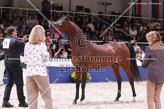 Gallardo J (Emerald J x Gomera J - Ekstern)