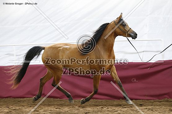 Habibs Robina (ByStival Kossack x GB Habibi - Insjallahs Fayoum)