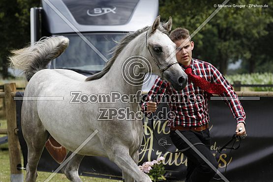 MM Sabaya (Ajman Moniscione x MM Samantha - Lorenzo el Bri)