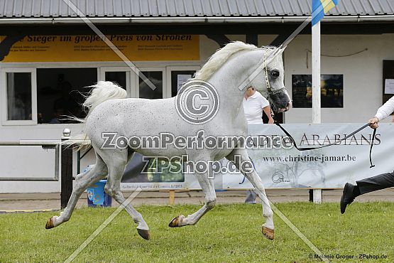 Al Aryam Baree (Al Bilal x Al Aryam Balkeas - Gazal Al Shaqab)