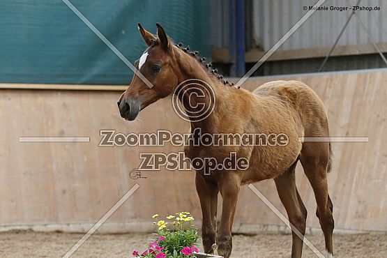 Camar Utopia (Gabun x Ulmika - Rainbow AA)