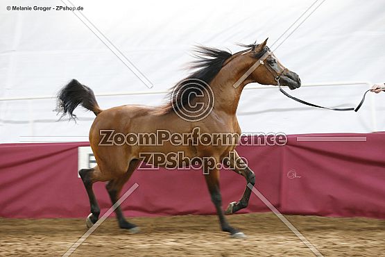 Turki Al Soor (Sultan Al Zobara x Tanqueray Bey - Beaumont Bey)