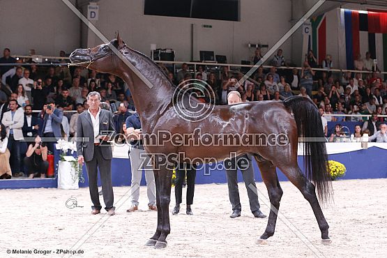 EKS Alihandro (Marwan Al Shaqab x OFW Psylhouette - Padrons Psyche)