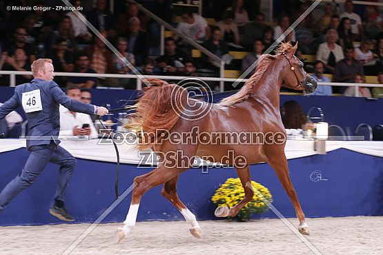 Al Aryam Shammogh (Eden C x Al Aryam Suheyla - Marwan Al Shaqab)