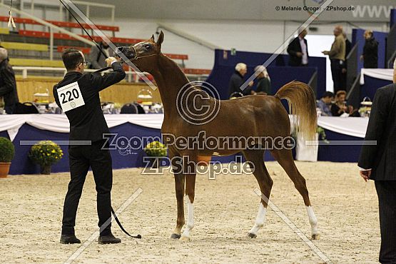 BV Madeleine Moniscione (Ajman Moniscione x Lady Komtessa - Kubinec)