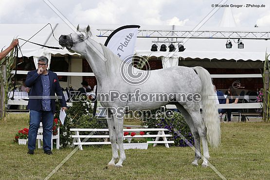 GG Midnight Silver (El Sid x Mascara - NV Beau Bey)