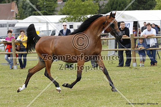 Miss Enzo RLC (Enzo x Mag Shall Londrina - Magnum Chall)