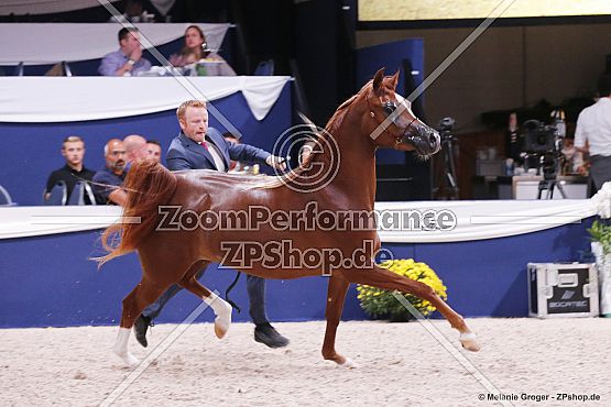 Al Aryam Shammogh (Eden C x Al Aryam Suheyla - Marwan Al Shaqab)