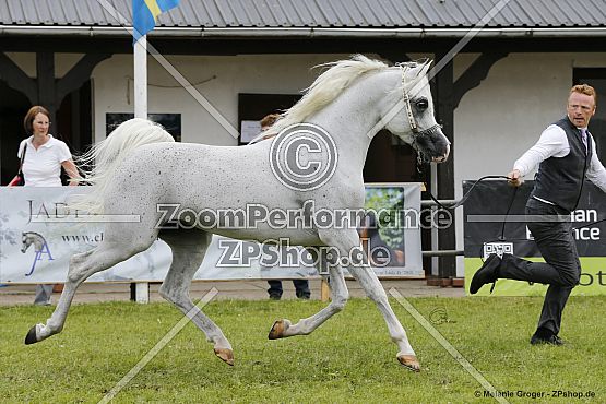 Al Aryam Baree (Al Bilal x Al Aryam Balkeas - Gazal Al Shaqab)