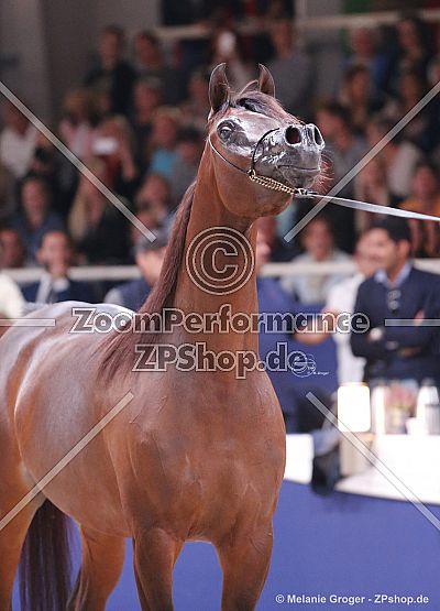 Donna Molta Bella SRA (DA Valentino × RD Fabreanna - Falcon BHF)