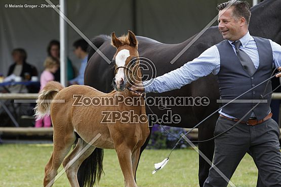 Satarique BA (Magic Magnifique x Sajha KSI - G Basgier)