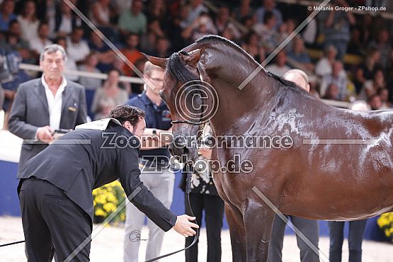 EKS Alihandro (Marwan Al Shaqab x OFW Psylhouette - Padrons Psyche)