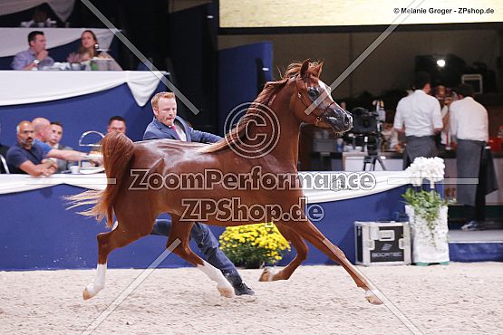 Al Aryam Shammogh (Eden C x Al Aryam Suheyla - Marwan Al Shaqab)