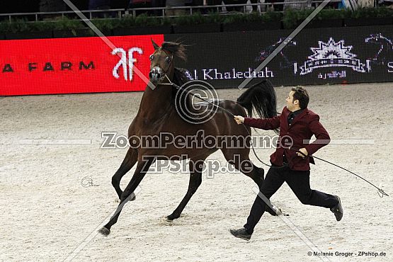 EKS Alihandro (Marwan al Shaqab x OFW Psylhouette - Padrons Psyche)