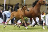 ZK Marcin (Bashir Al Shaqab x ZK Marazja - Marcipan)